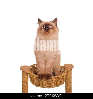 Ein Kätzchen sitzt in einem Korb für Katzen. Porträt einer Katze der Neva-Maskerade isoliert auf weiß. Stockfoto