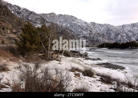 Junge Birken am schneebedeckten Ufer eines wunderschönen, eisbedeckten Flusses in einem schneebedeckten Bergtal. Katun, Altai, Sibirien, Russland. Stockfoto