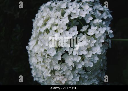 Weiße Hydrangea Stockfoto