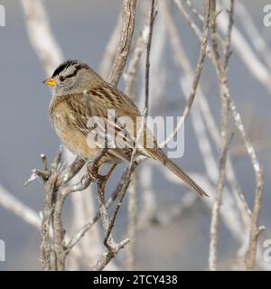 Weißgekrönter Sparrow. Palo Alto Baylands, Bay Area, Kalifornien. Stockfoto