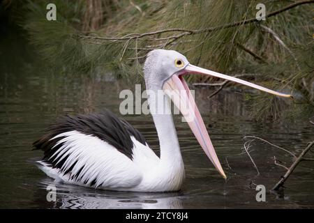 Australische Pelikane sind einer der größten fliegenden Vögel. Sie haben einen weißen Körper und Kopf und schwarze Flügel. Sie haben einen großen rosa Schein. Stockfoto