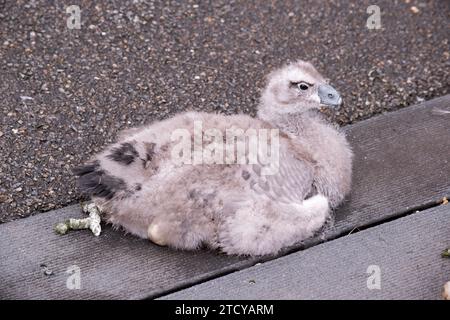Der kap-Unfruchtbare hat seine Feder noch nicht. Stockfoto