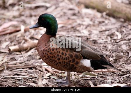 Das männliche Entenmännchen hat einen grünen Kopf und Hals und einen braunen Körper Stockfoto