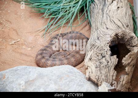 Die gewöhnliche Todesadelle hat einen breiten, flachen, dreieckigen Kopf und einen dicken Körper mit roten, braunen und schwarzen Bändern mit einem grauen, cremefarbenen oder rosafarbenen Bauch. Stockfoto