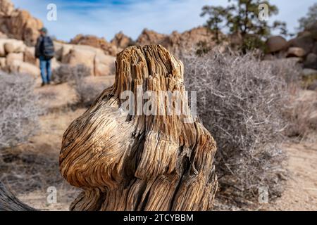 Nahaufnahme Bild der alten Holzstruktur auf dem Boden in der Wüste des Joshua Tree National Park in der Nähe von Twentynine Palms, Kalifornien Stockfoto