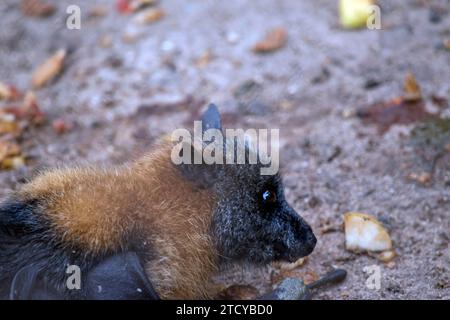 Die Fledermaus hat ein wolliges goldenes Fell auf Kopf, Hals, Schultern und manchmal auch auf dem Rücken. Ihre Flügel sind schwarz und nicht gefärbt. Flugfüchse oder Stockfoto