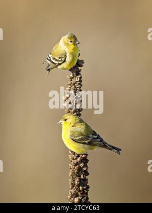 Zwei kleine amerikanische Goldfinken stehen auf einer Mullein-Pflanze im Osten Washingtons. Stockfoto