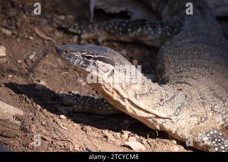 Komodo-Drachen sind große Eidechsen mit langen Schwänzen, starken und beweglichen Hälsen und stabilen Gliedmaßen. Erwachsene haben eine fast einheitliche Steinfarbe mit einer unterschiedlichen, l Stockfoto