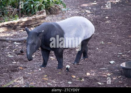 Die Vorderseite und der schwarze oder malaysische Tapir sind schwarz und die Mitte weiß. Die Nase und die Lippe werden verlängert, um eine kurze Schnauze zu bilden. Stockfoto