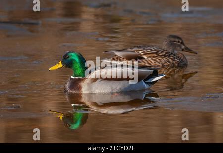 Ein Paar Mallard Ducks ( Anas platyrhynchos ), die im Frühjahr in einem kleinen offenen Wasser auf einem teilweise gefrorenen Teich schwimmen. Stockfoto