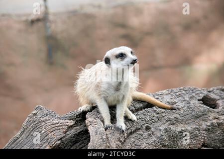 Erdmännchen sind extrem süß, mit buschigem, braun gestreiftem Fell, einem kleinen, spitzen Gesicht, Und große Augen umgeben von dunklen Flecken. Stockfoto