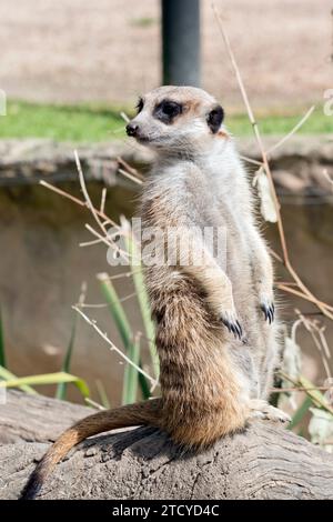 Erdmännchen hat ein buschiges, braun gestreiftes Fell, ein kleines, spitzes Gesicht und große Augen, die von dunklen Flecken umgeben sind Stockfoto