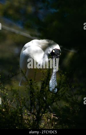 Dieser Königliche Löffelschnabel (Platalea Regia) möchte gerne zeigen, warum er als Löffelschnabel bezeichnet wird. Gesehen in den Feuchtgebieten des Healesville Sanctuary in Victoria, aus. Stockfoto