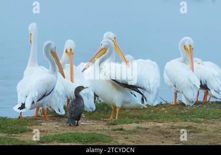 Pelican-Konvention Ion? Loos als solche, als Herde von großen weißen Pelikanen stehen am See. Untersuchung dieser seltsam geformten Wasservögel. Üblicher Piepton, Körperform. Stockfoto