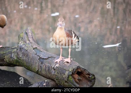 Das Gesicht und der Vorderhals der gefiederten Pfeifente sind hell, die Krone und der Hinterhals blassbraun und die braunen Federn des oberen Rückens sind umrandet Stockfoto