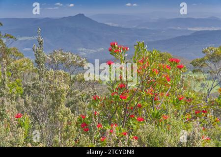 Rote Blumen Telopea truncata Tasmanian Waratah im Vordergrund des Landschaftsbildes von Collins Bonnet, Mount Wellington, Hobart, Tasmanien, Australien Stockfoto