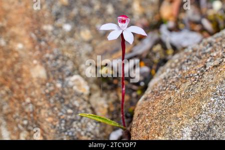 Nahaufnahme einer einzigen violetten und weißen Caladenia-Bergorchidee zwischen Felsen am Collins Bonnet, Mount Wellington, Hobart, Tasmanien, Australien Stockfoto