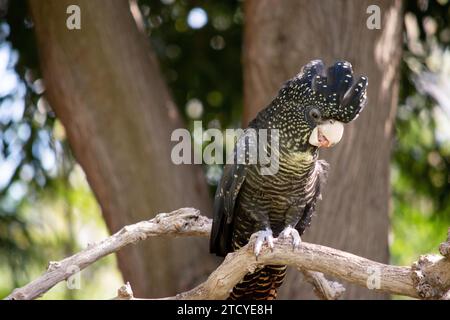 Das weibliche Rotschwanzkakadu ist schwarz, ein schwarzer Vogel mit gelben Flecken und einem roten Schwanz Stockfoto