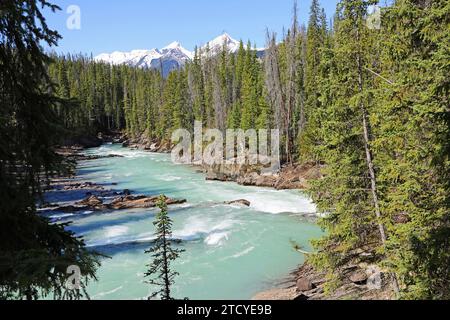 Landschaft mit Kicking Horse River - Yoho NP, Kanada Stockfoto