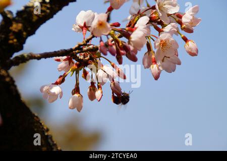 Fröhliche Blütenknospen auf einem Baumzweig Stockfoto