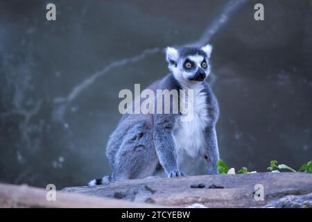 Ringschwanz-Lemurrücken sind grau bis rotbraun mit grauen Gliedmaßen und dunkelgrauen Köpfen und Hälsen. Sie haben weiße Bäuche. Stockfoto