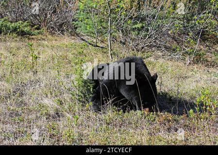 Schwarzbär unter dem Baum - Jasper NP, Kanada Stockfoto