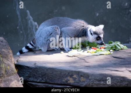 Ringschwanz-Lemurrücken sind grau bis rotbraun mit grauen Gliedmaßen und dunkelgrauen Köpfen und Hälsen. Sie haben weiße Bäuche. Stockfoto