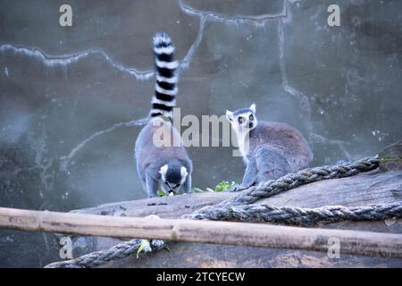 Ringschwanz-Lemurrücken sind grau bis rotbraun mit grauen Gliedmaßen und dunkelgrauen Köpfen und Hälsen. Sie haben weiße Bäuche. Stockfoto