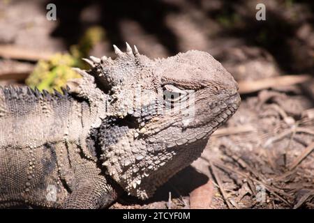 Der Wasserdrache ist an einem ausgeprägt tiefen, winkligen Kopf und einem Nackenkamm aus Spinose-Skalen zu erkennen, der sich mit dem Wirbelkamm verbindet, der DO verlängert Stockfoto