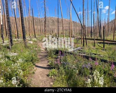 Nachwuchs in verbrannter Waldlandschaft, Rocky Mountain National Park. Stockfoto