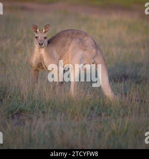 Ein großes männliches Eastern Grey Känguru ist gehockt und blickt von der Fütterung und zurück zur Kamera im St Lawrence Camp Area in Central Queensland, Australien. Stockfoto