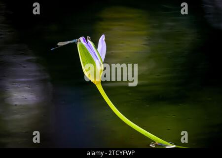 Eine einzelne Blauschwanz-Damselfliege liegt auf einer einzigen lila Blütenknospe der Wasserlilie, die sich langsam auf einem dunklen Teich in einem Feuchtgarten öffnet. Stockfoto