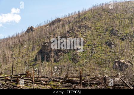 Ein steiler Hügel zeigt die Folgen von Waldbränden, mit neuem Grün unter den verkohlten Überresten des Rocky Mountain National Park. Stockfoto