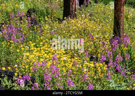 Ein lebhafter Teppich aus violetten und gelben Wildblumen steht in krassem Kontrast zu den verkohlten Bäumen des Rocky Mountain National Park, was für Nachwuchs A steht Stockfoto