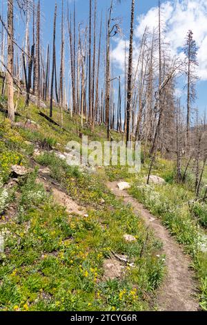 Ein mit Wildblumen geschmückter Pfad schlängelt sich durch die kontrastreiche Landschaft eines verbrannten und sich erholenden Waldes im Rocky Mountain National Park. Stockfoto