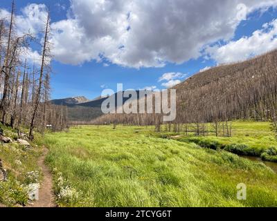 Ein beschaulicher Pfad schlängelt sich durch eine üppige Wiese und vorbei an einem erholsamen, verbrannten Wald im Rocky Mountain National Park. Stockfoto