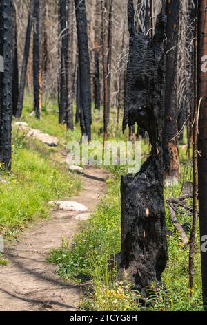 Zarte Wildblumen erhellen einen Weg durch den starken Kontrast eines sich erholenden verbrannten Waldes im Rocky Mountain National Park. Stockfoto