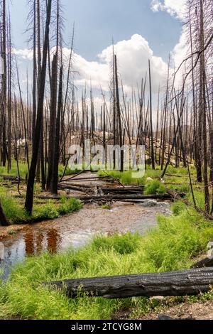 Im Rocky Mountain National Park schlängelt sich ein ruhiger Bach durch eine raue Landschaft mit feuernarbenen Bäumen und üppigen neuen Pflanzen. Stockfoto