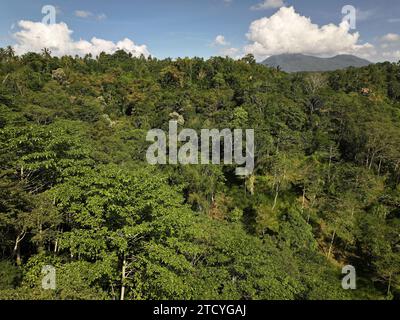 Luftaufnahme des Waldes in Bali, Indonesien Stockfoto