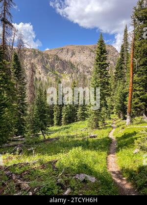 Ein ruhiger Wanderweg schlängelt sich durch den üppigen Alpenwald des Rocky Mountain National Park und lädt Abenteurer in die Wildnis von Colorado ein Stockfoto