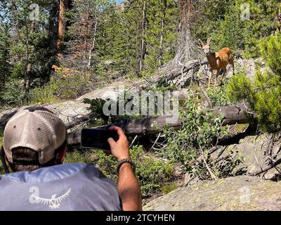Ein Wanderer hält mit einem Smartphone eine Begegnung mit einem Maultierhirsch fest, ein unvergesslicher Moment in der Wildnis des Rocky Mountain National Park. Stockfoto
