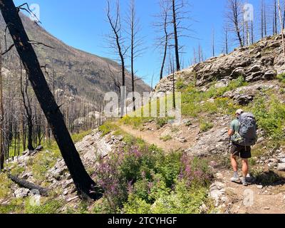 Mit Wildblumenstößen besteigt ein Wanderer einen Bergpfad in der erholsamen Wildnis des Rocky Mountain National Park. Stockfoto