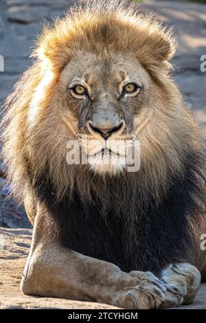 Afrikanischer Löwe (Panthera leo) am Zoo Atlanta in Atlanta, Georgia. (USA) Stockfoto