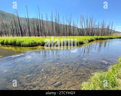 Üppige Gräser und klare Bäche signalisieren im Rocky Mountain National Park die Erneuerung nach einem Feuer. Stockfoto