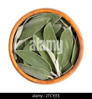 Frische Salbeiblätter in einer Holzschale. Salbei, Salvia officinalis, ein gräulich-grünes Kraut mit samtigen Blättern. Wird als Gewürz und als Heilpflanze verwendet. Stockfoto