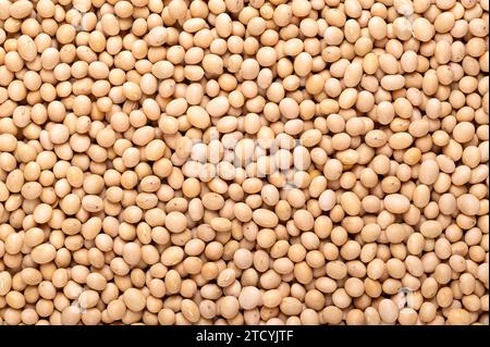 Getrocknete Sojabohnen, Hintergrund, Nahaufnahme, von oben. Ganze und rohe Samen der Hülsenfrüchte und Ölsaaten Glycin max, auch bekannt als Sojabohnen oder Sojabohnen. Stockfoto