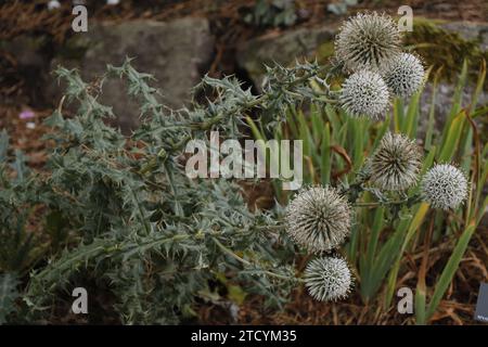 Echinops bannaticus 'Blue Globe' von Bruns Pflanzen Stockfoto