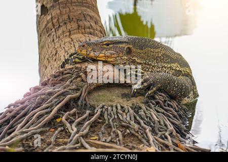 Warane am Ufer kletterten aus dem Teich auf die Wurzeln eines Palmen Stadtparks in Thailand Stockfoto
