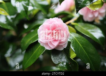 Nahaufnahme einer rosa Kamelienblume in Blüte Stockfoto