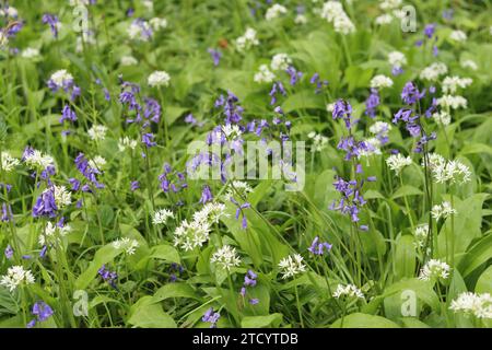 Blaublumen und wilder Knoblauch in einem Wald bei Frühlingssonne Stockfoto